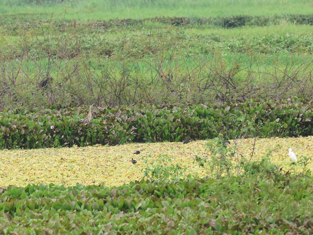 A distant Pinnated Bittern at Laguna de Sonso (can you spot it?)