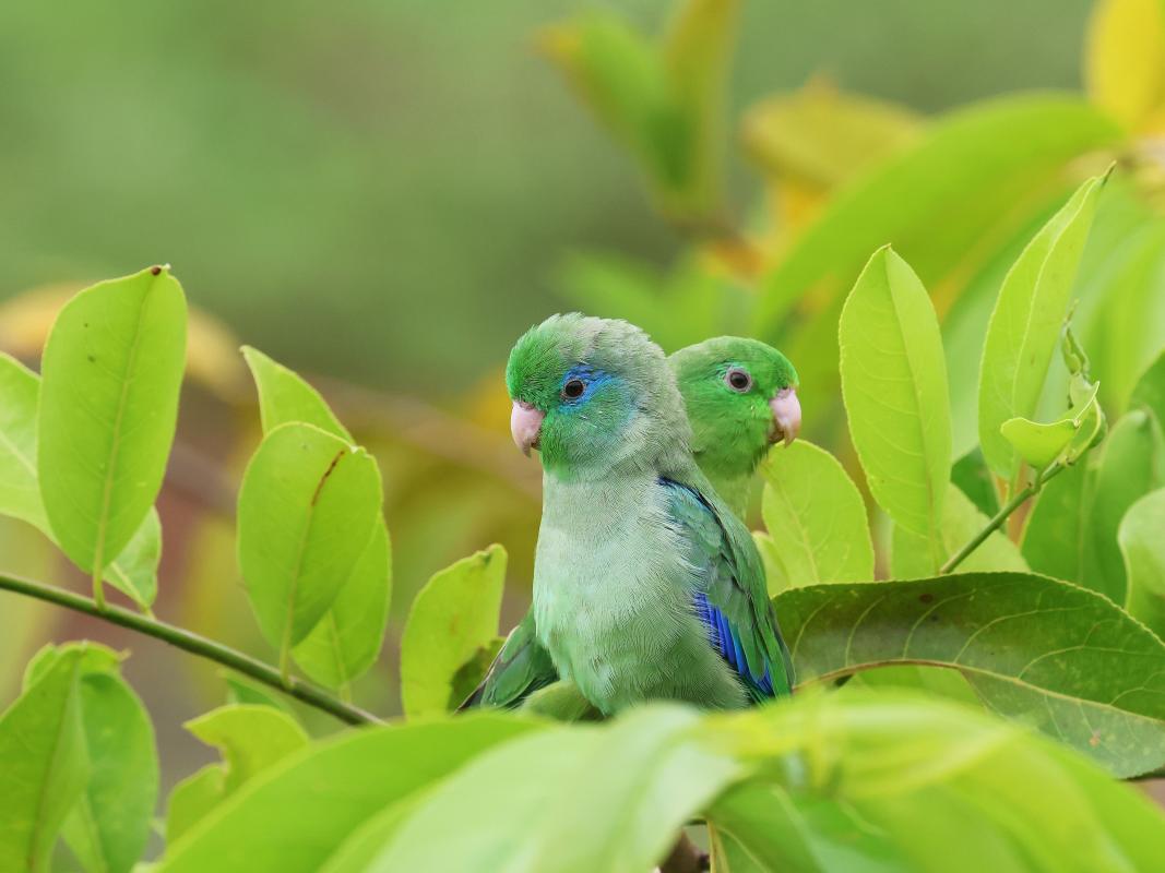 Spectacled Parrotlets are abundant at Laguna de Sonso