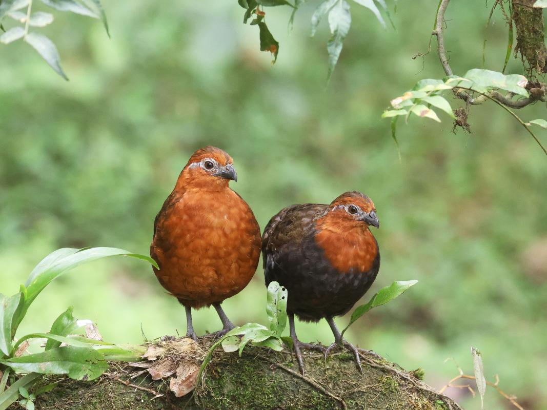 Chestnut Wood-Quail coming to the feeders at La Florida