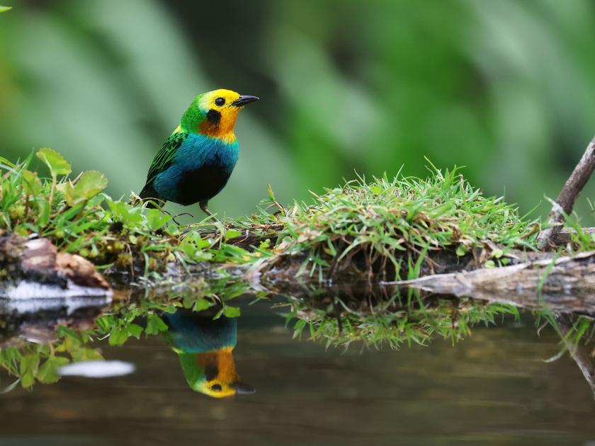 Image for Reporting from Western Colombia