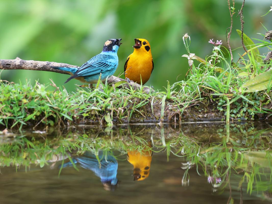 ...along with Golden-naped and Golden Tanagers...