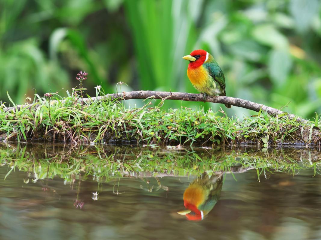 ...and Red-headed Barbet