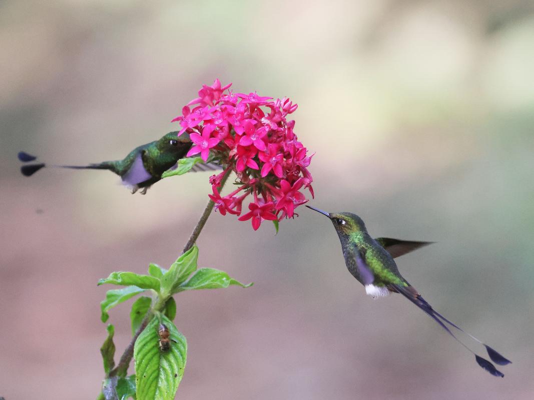 White-booted Racquet-tail, one of the 32 species of hummingbirds seen on the tour