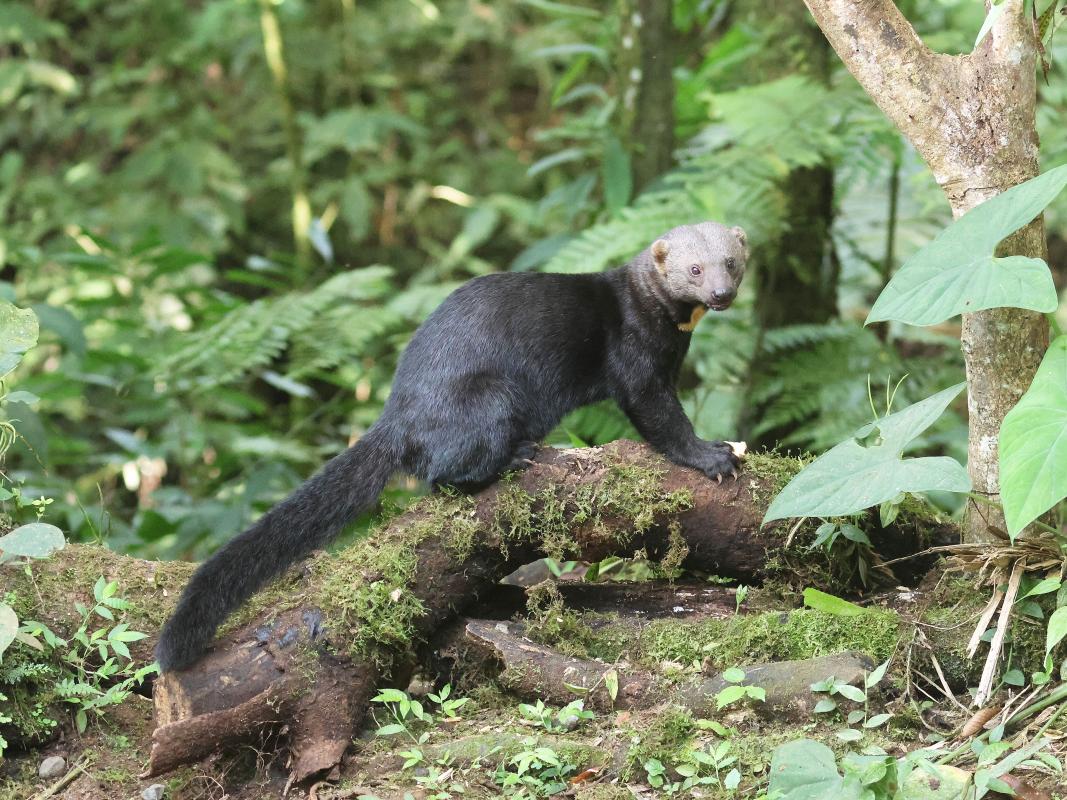 Feeders are also attracting several species of mammals, including Tayra