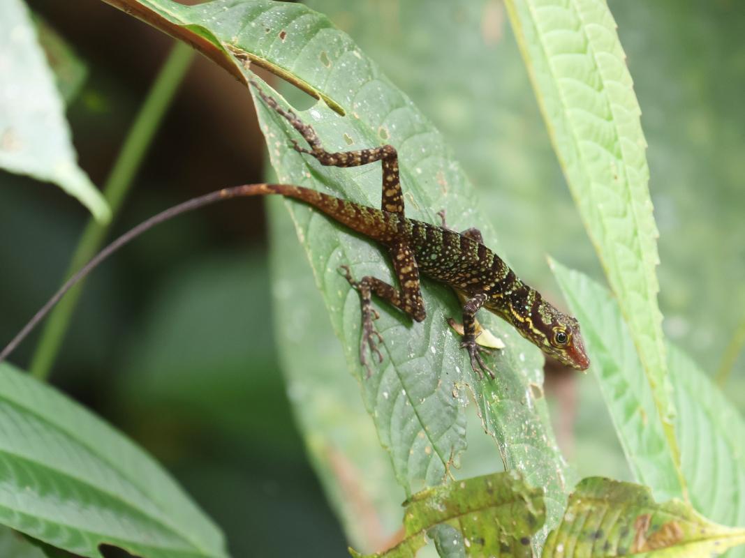 Speckled Anole on the Montezuma Road