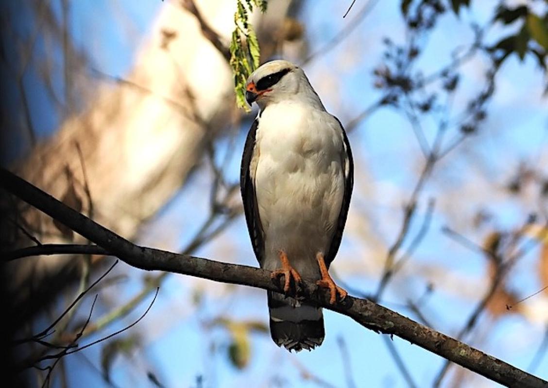 The rare, stunning Black-faced Hawk
