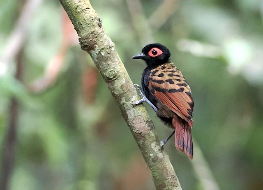 Black-spotted Bare-Eye politely posing for the camera