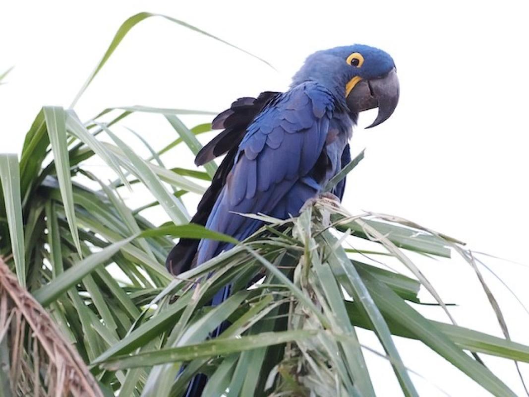 This curious Hyacinth Macaw at Pantanal was unbothered by onlookers 
