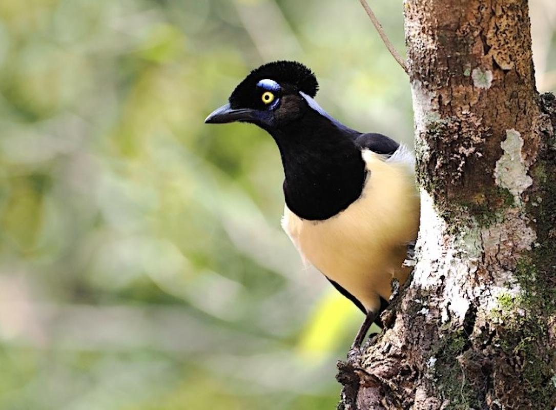 Plush-crested Jay, a captivating Corvid