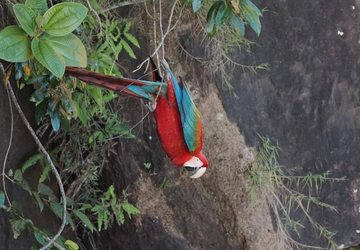 Red-and green Macaw at Chapada dos Guimarães National Park