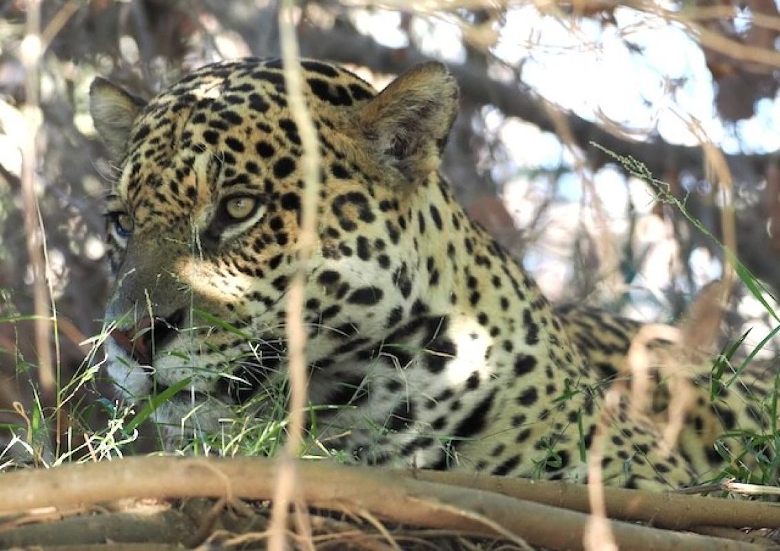 Ipepo the Jaguar