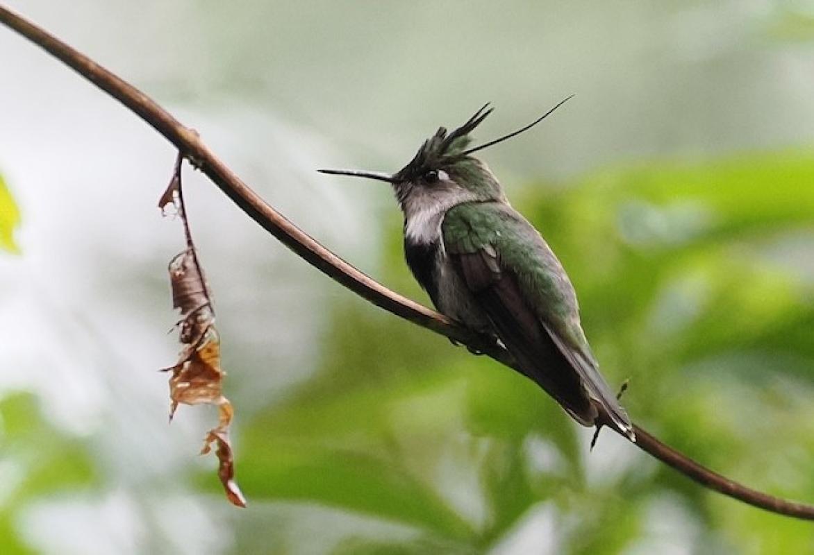 Purple-crowned Plovercrest perched at Urugua-í Provincial Park 