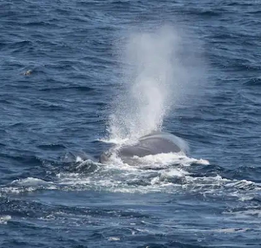 Fin Whale