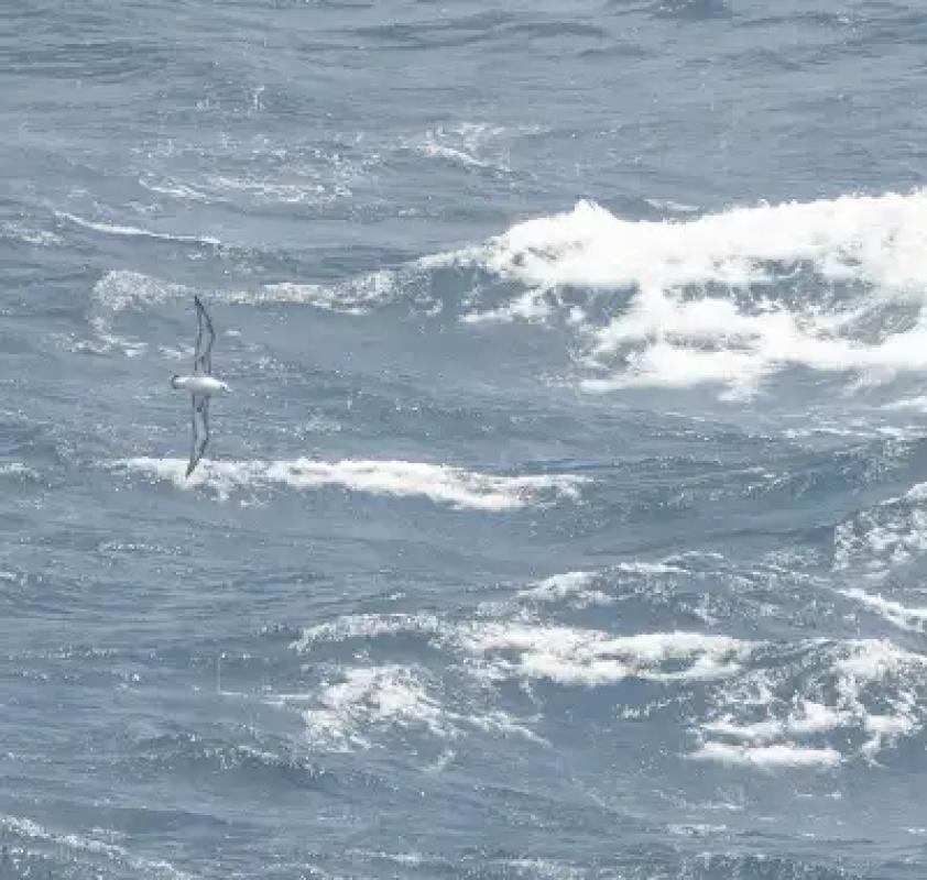 Murphy's Petrel