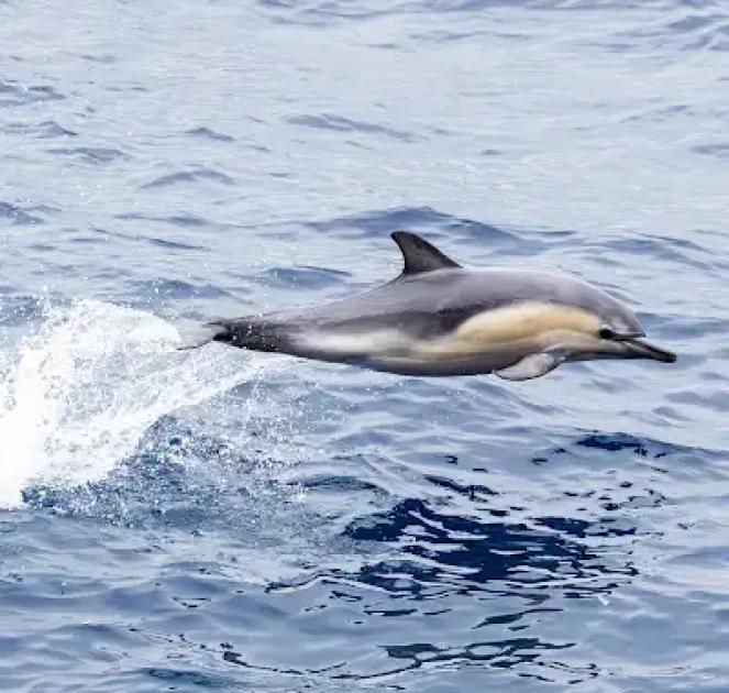Image for Cruise: Pacific Coast in Spring (May) Highlights