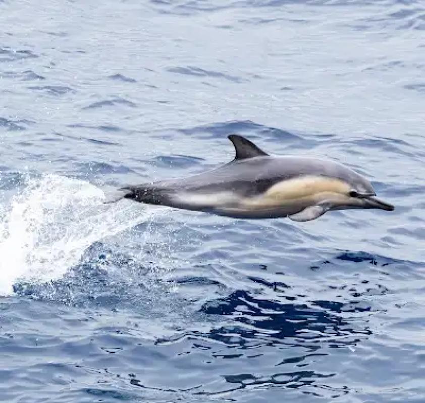 Common Dolphin putting on a show