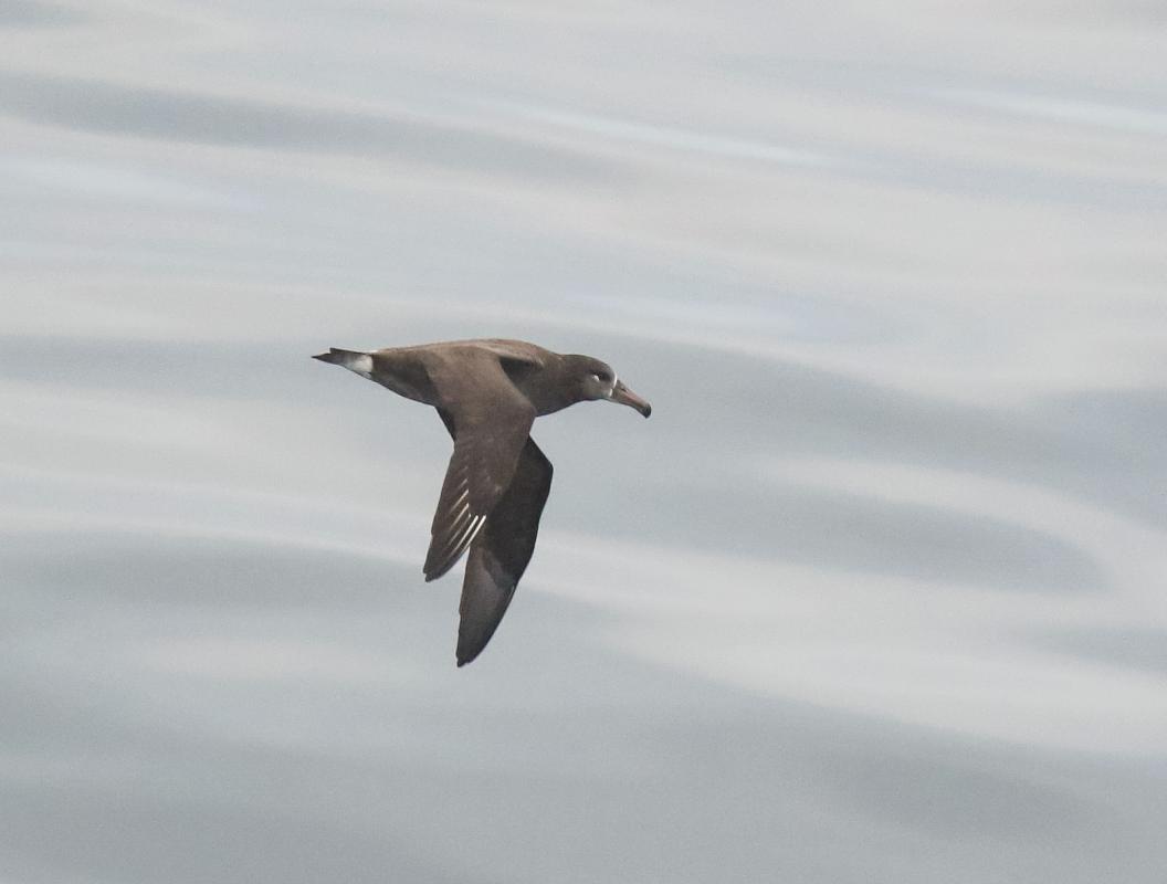 Black-footed Albatross