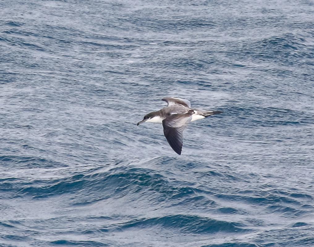Buller's Shearwater