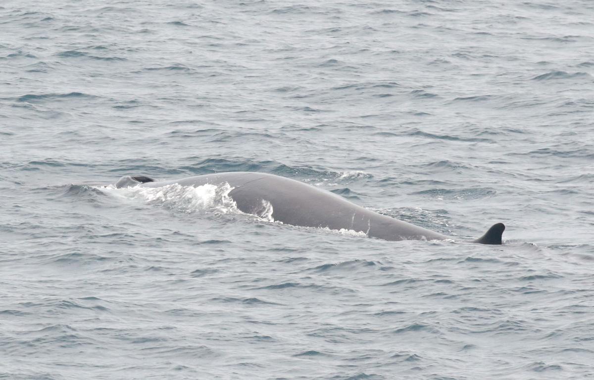 Fin Whale