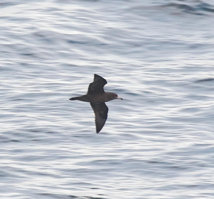 Flesh-footed Shearwater
