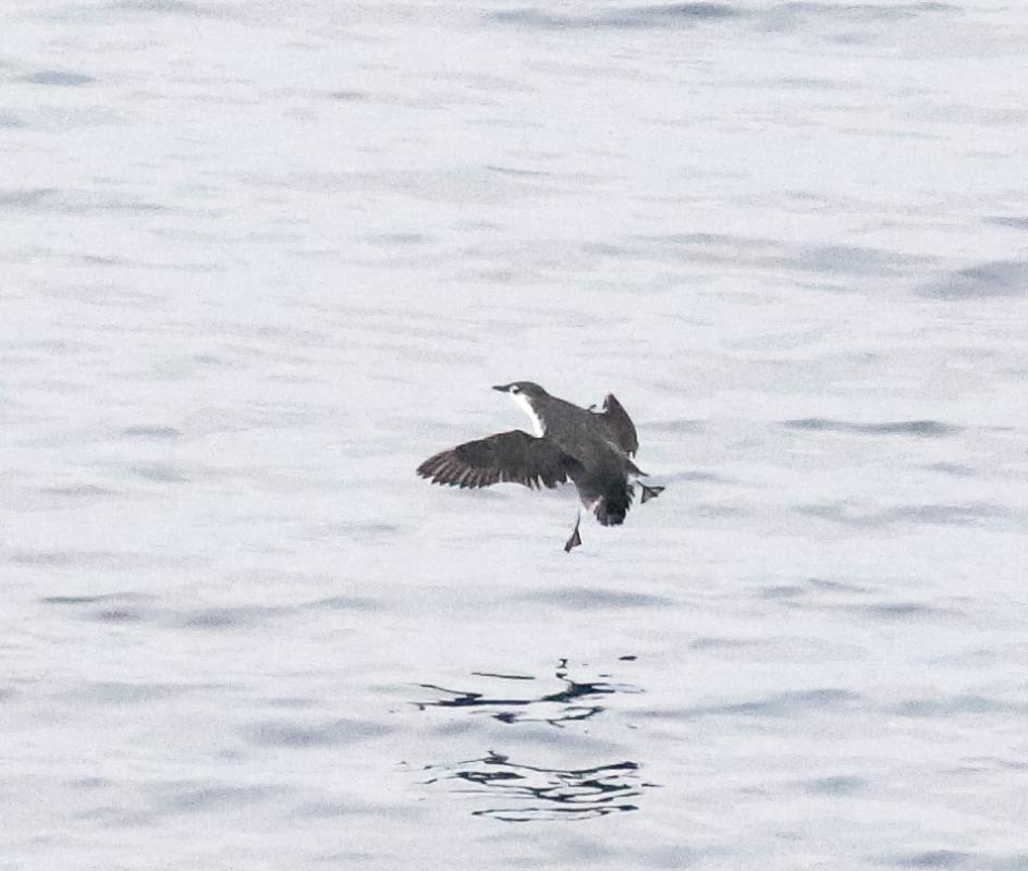 Guadalupe Murrelet