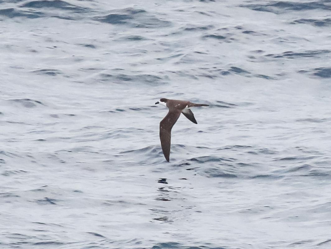 Hawaiian Petrel 