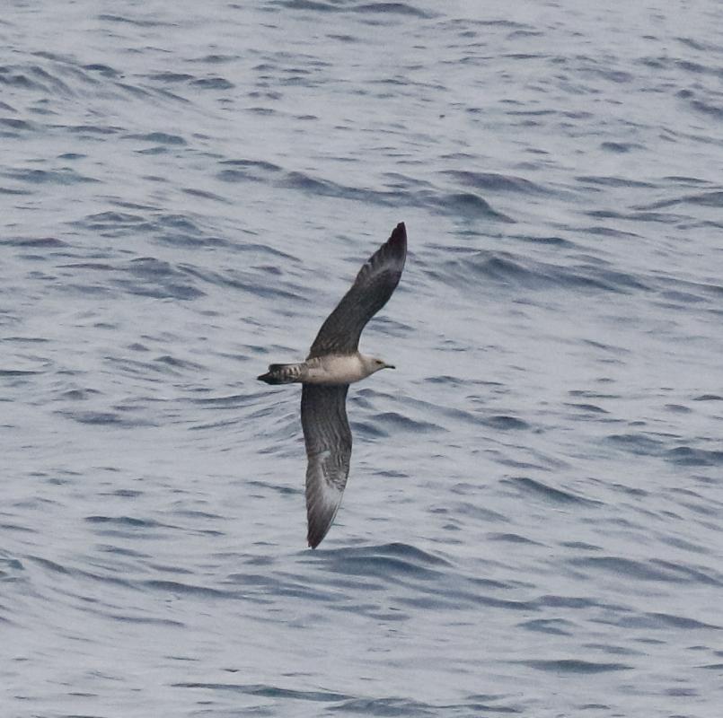 Long-tailed Jaeger