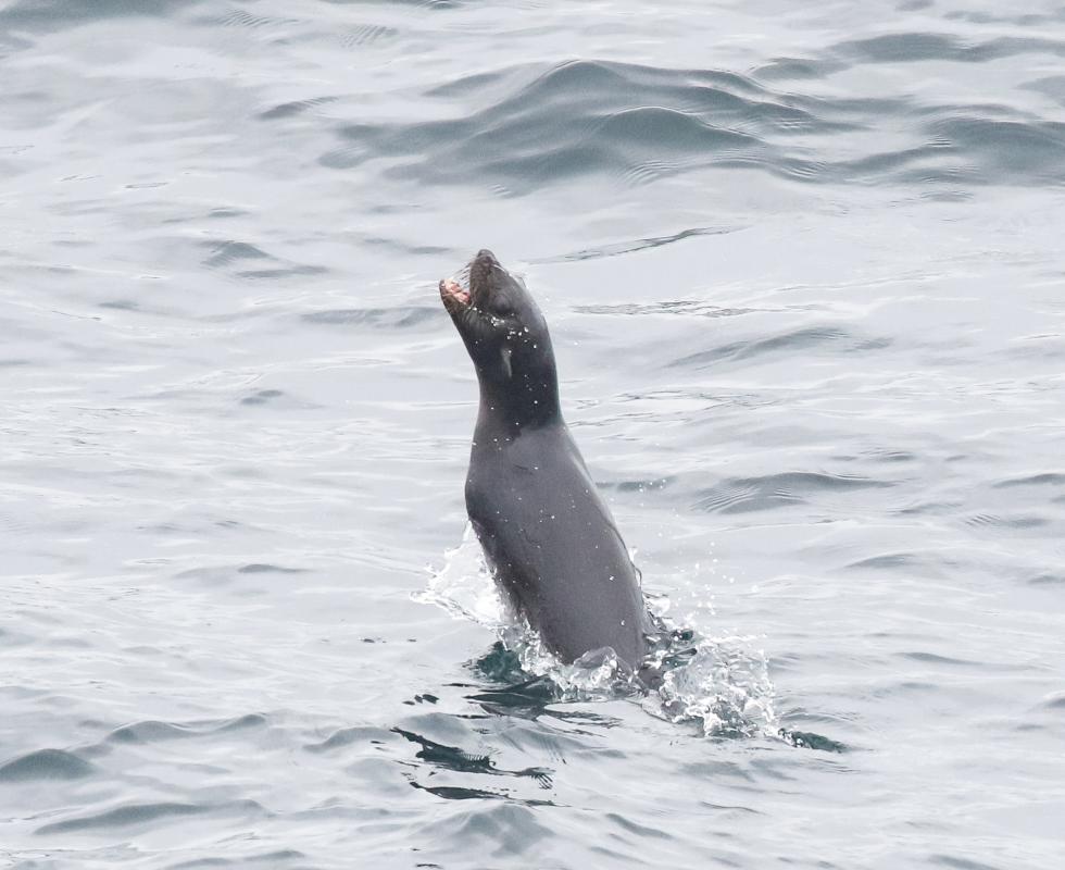 Northern Fur Seal