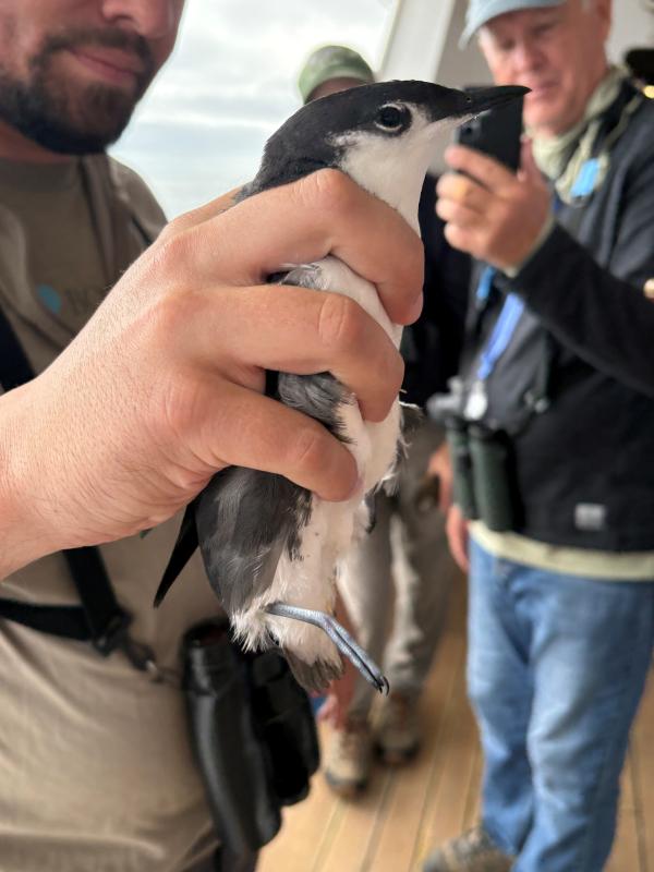 Guadalupe Murrelet