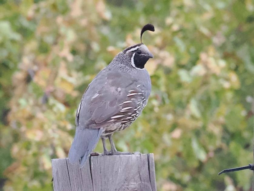 Image for Oregon in Summer Field Report