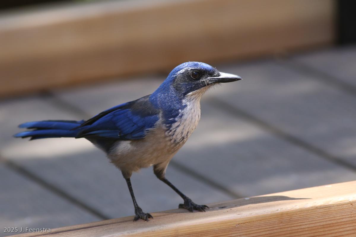 Island Scrub Jay