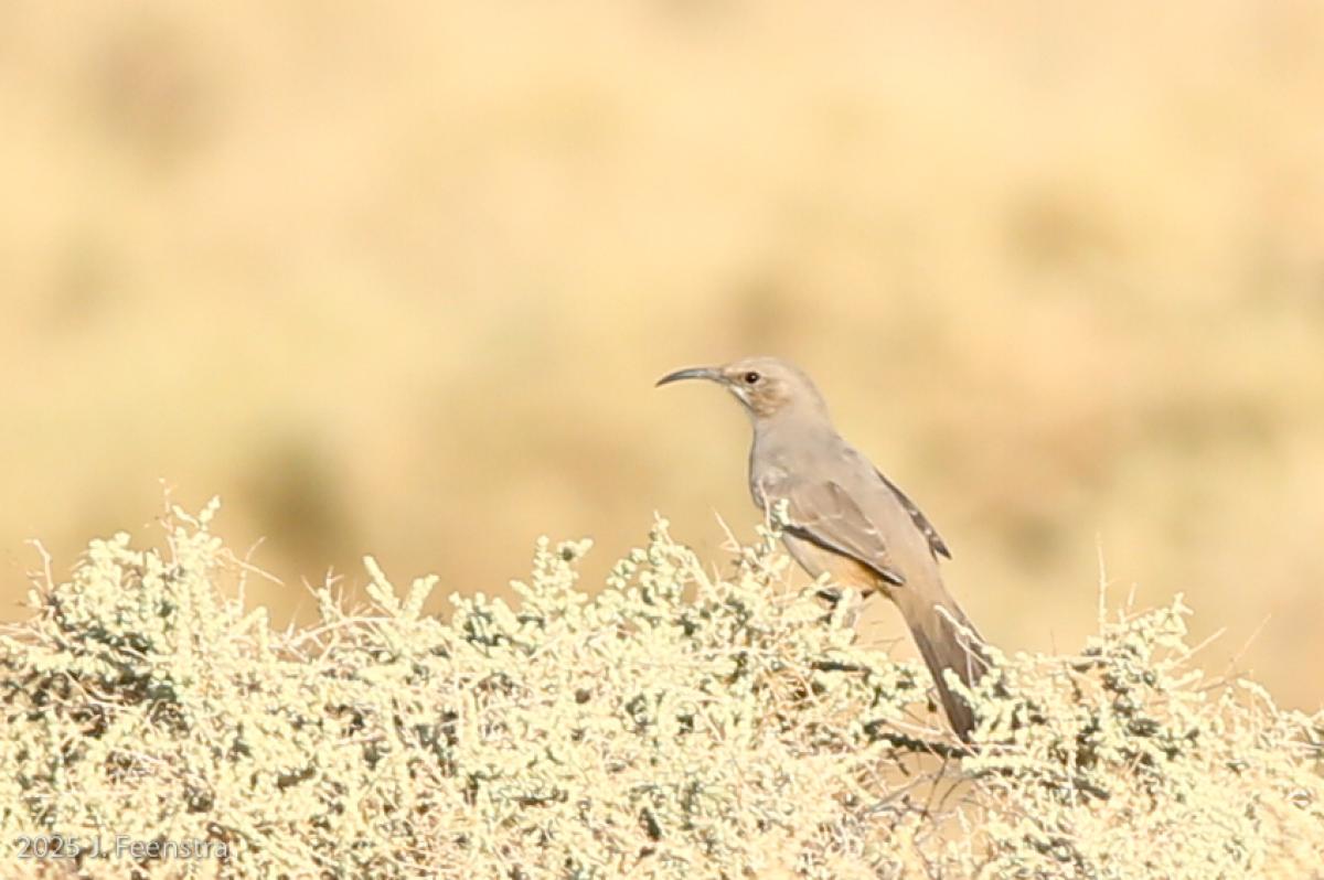LeConte's Thrasher