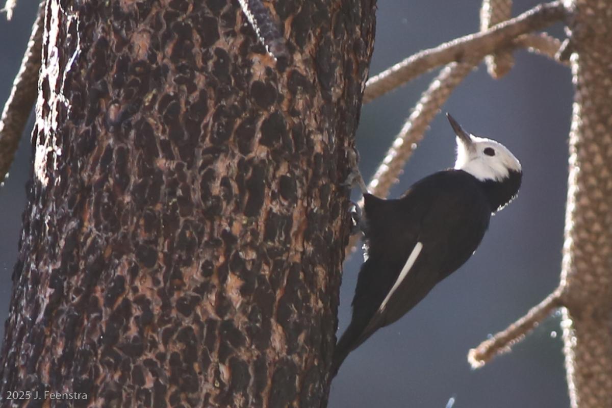 White Headed Woodpecker