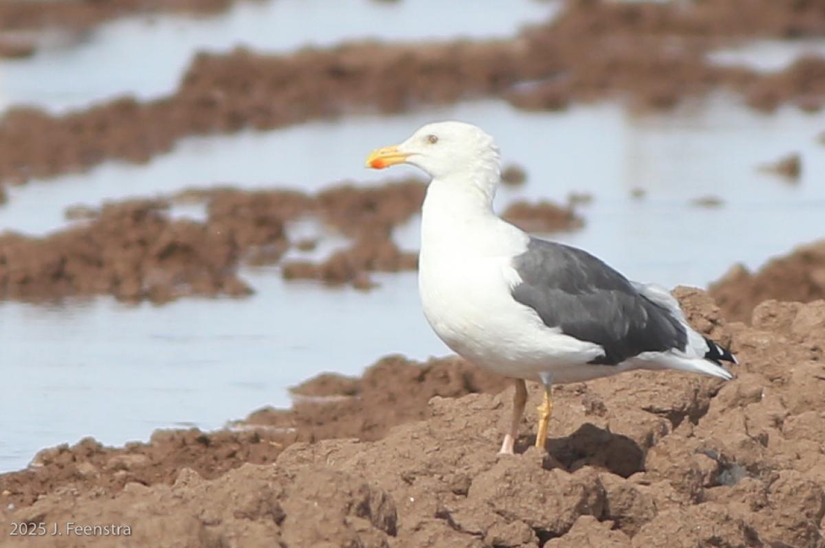 Yellow Footed Gull