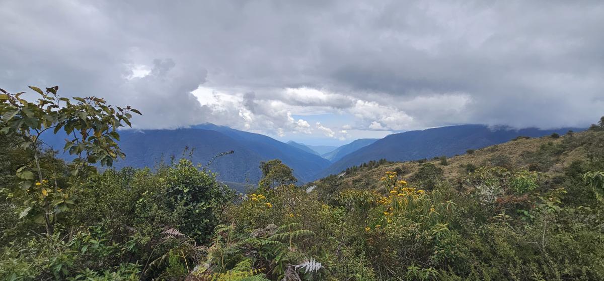 The Manu road dives into pristine tropical forest, from the Andean Highlands to the Amazonian lowlands.