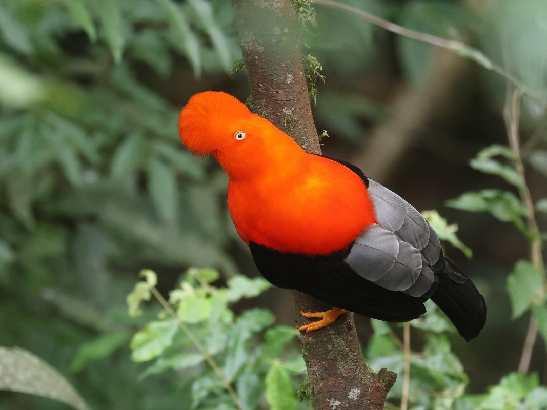 One of several males Andean Cock-of-the-rock at his lek.