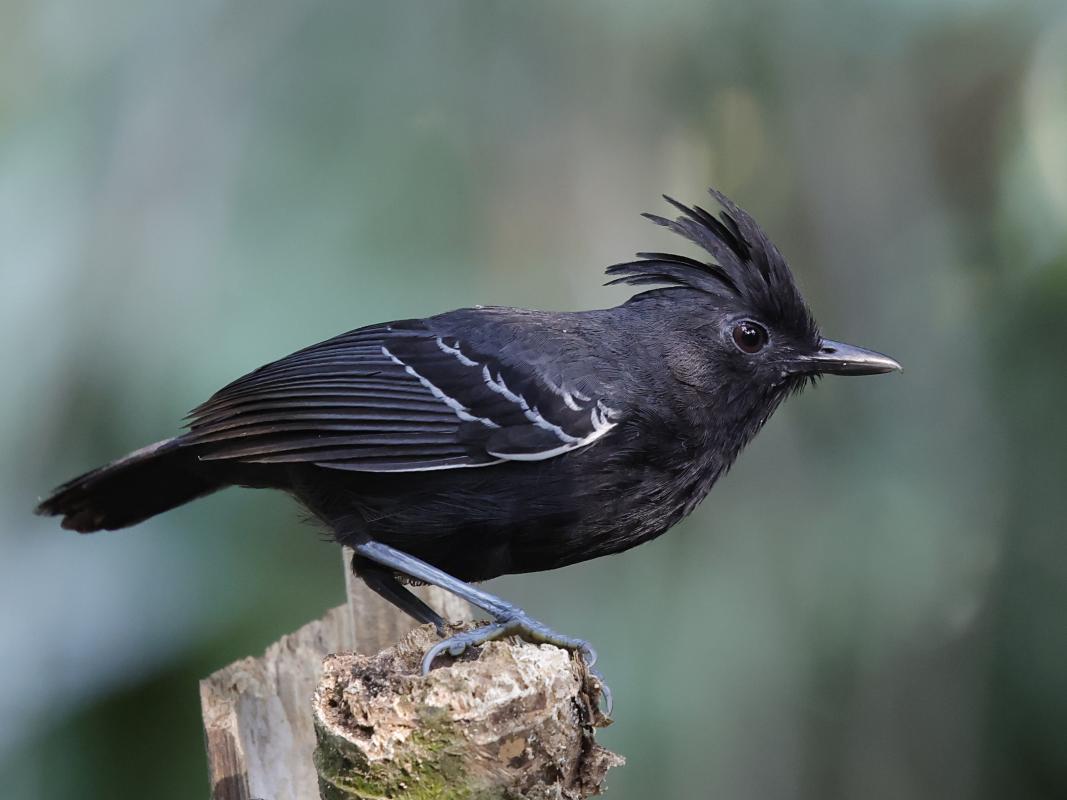 White-lined Antbird