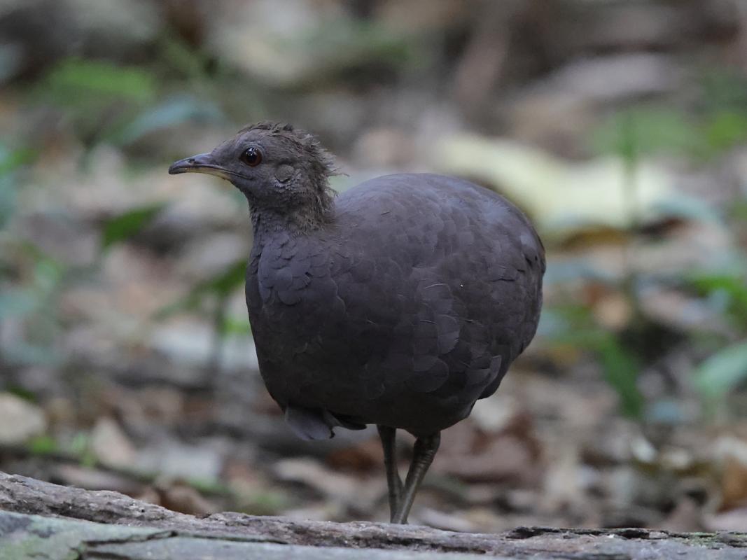 Cinereous Tinamou 