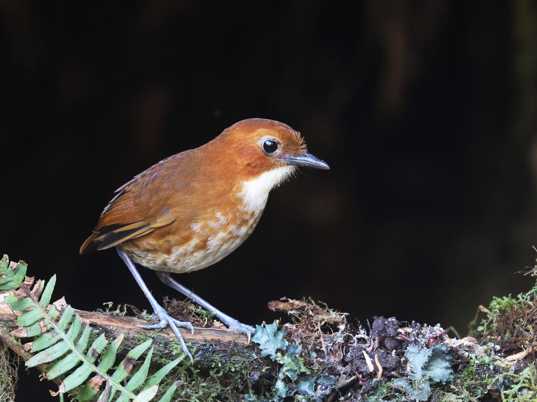 Red-and-white Antpitta 