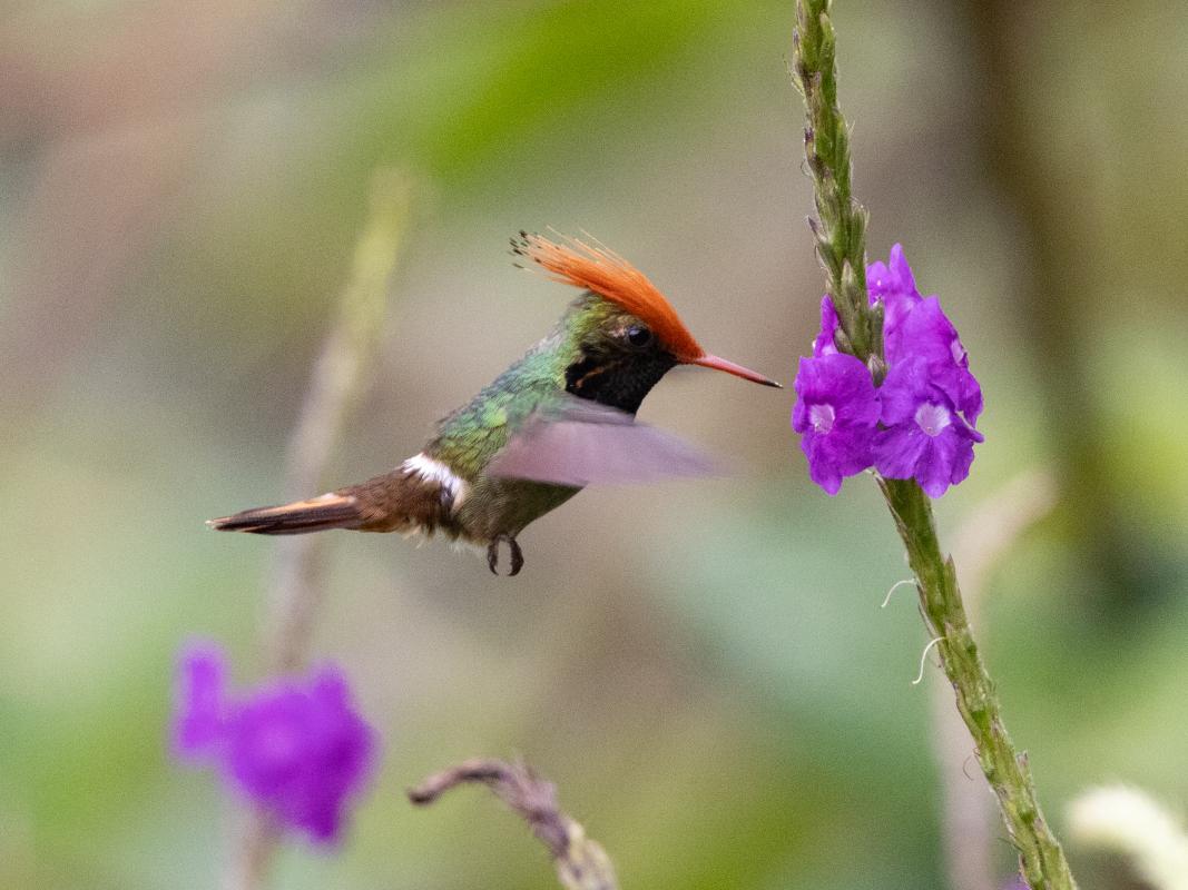 Rufous-crested Coquette 