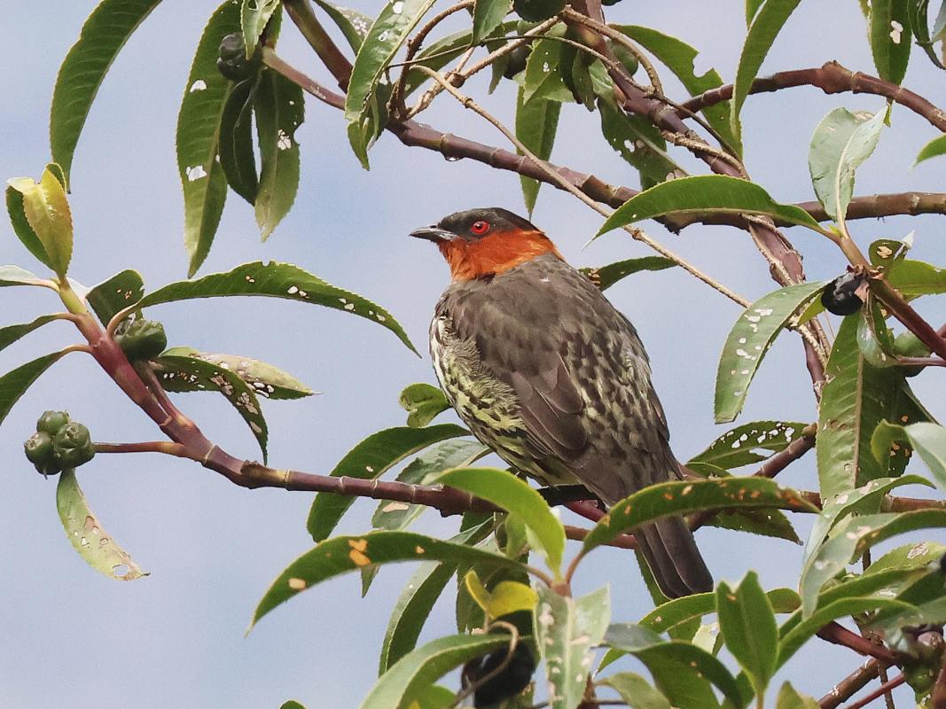 Chestnut-crested Cotinga