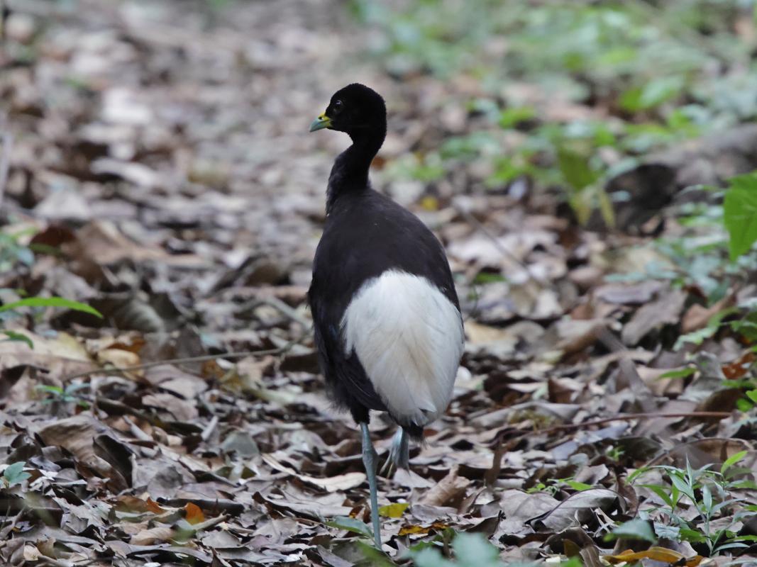 Pale-winged Trumpeter 