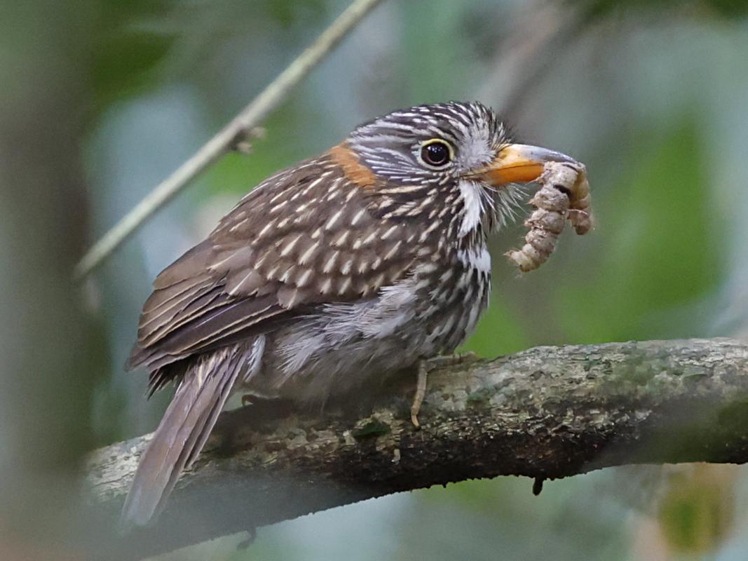 Semicollared Puffbird 