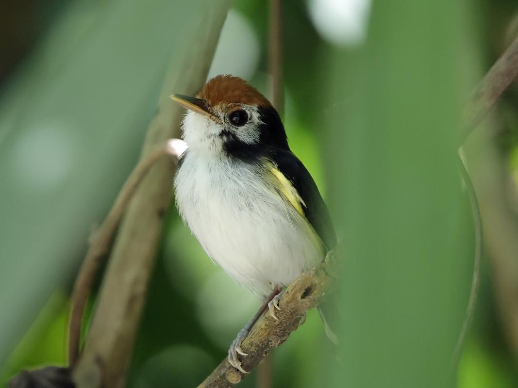 White-cheeked Tody-Flycatcher 