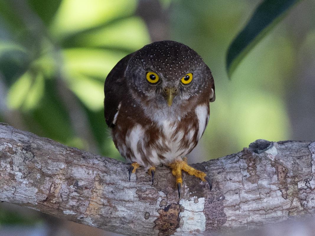 Amazonian Pygmy-Owl 