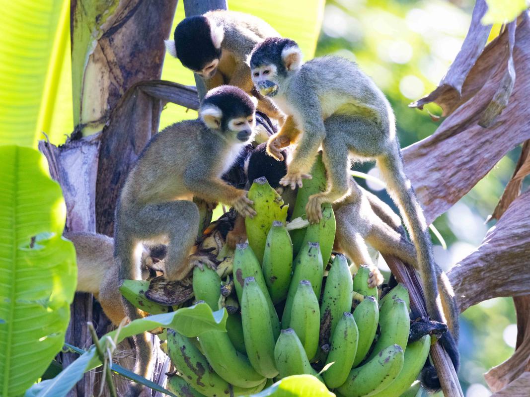 Black-capped Squirrel-Monkeys 