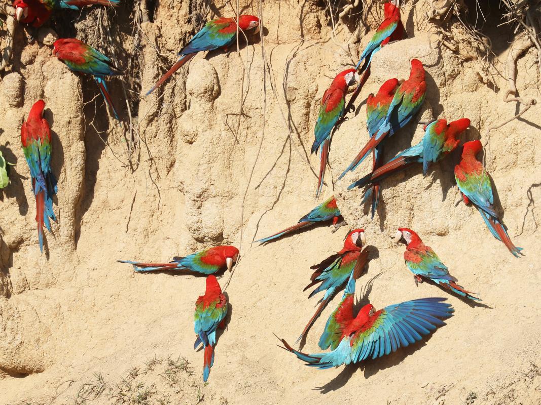 Red-and-green Macaws coming at the clay-lik 