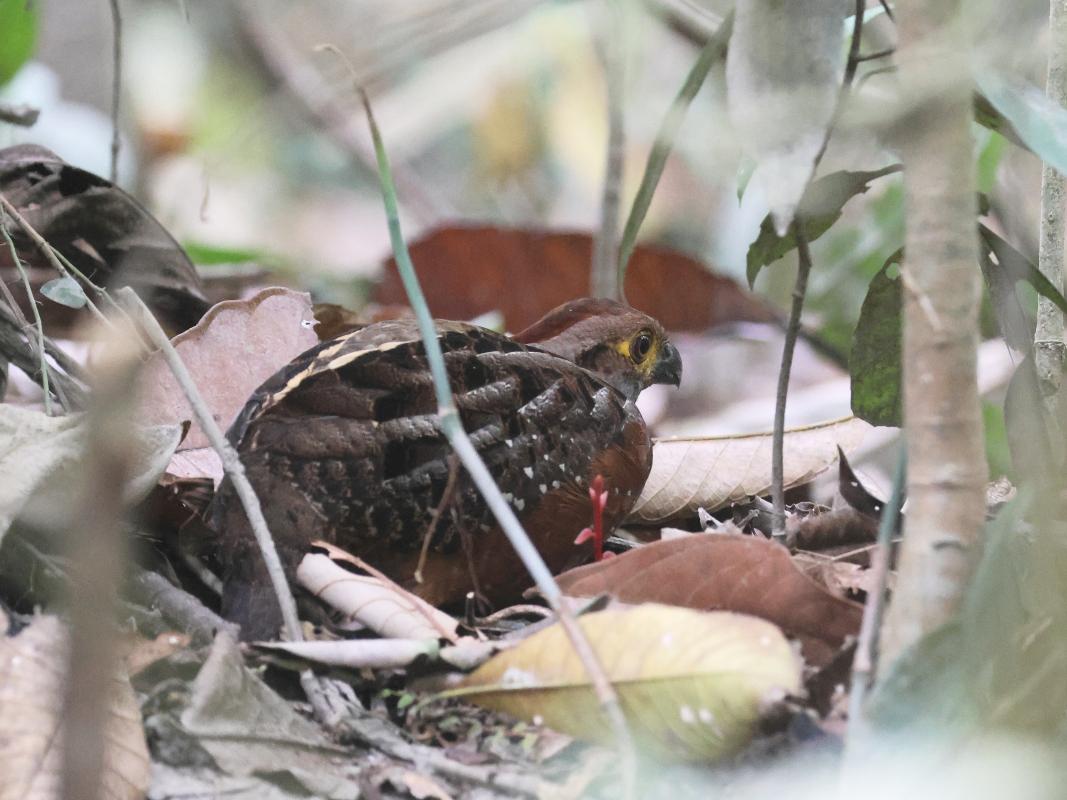 Starred Wood-Quail on its nest 