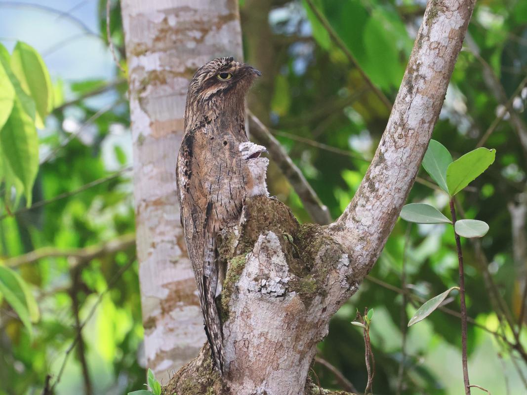 Common Potoo with chick