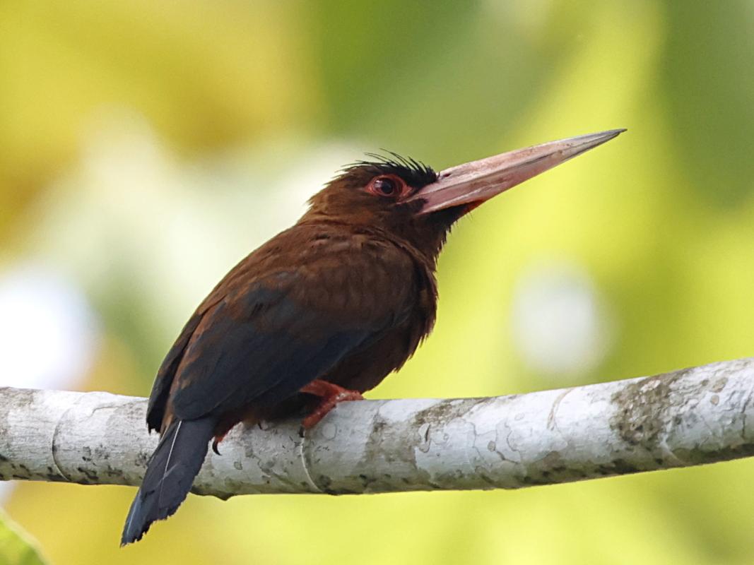 Purus Jacamar 